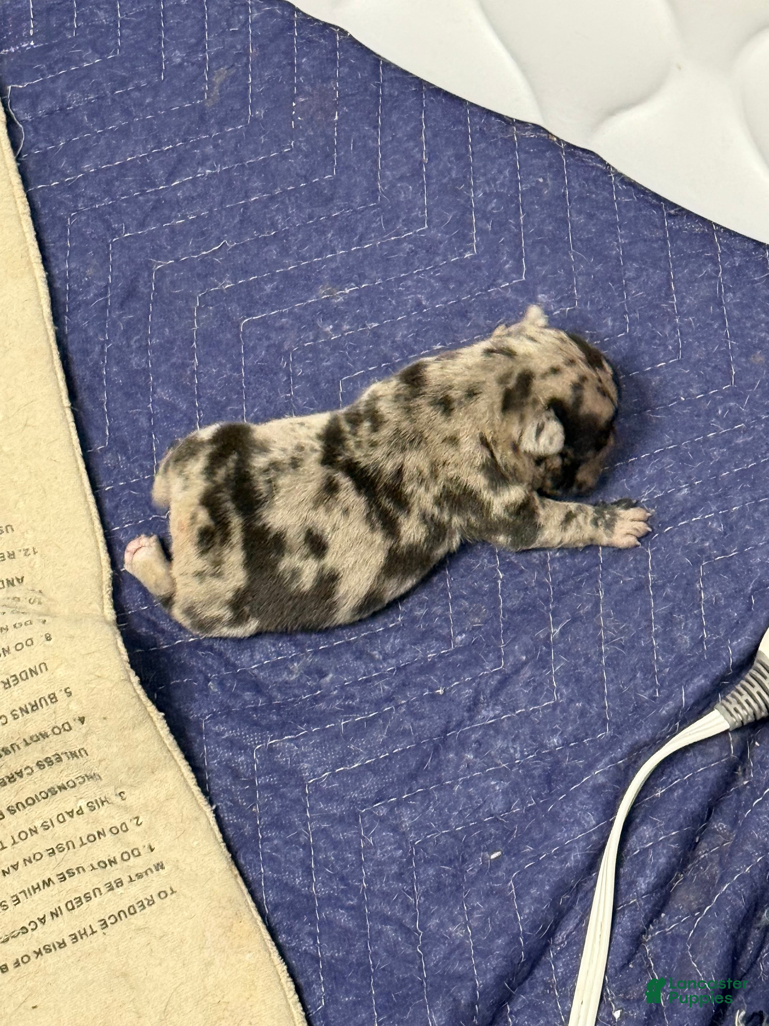 French Bulldog dogs Prince - Ad 23