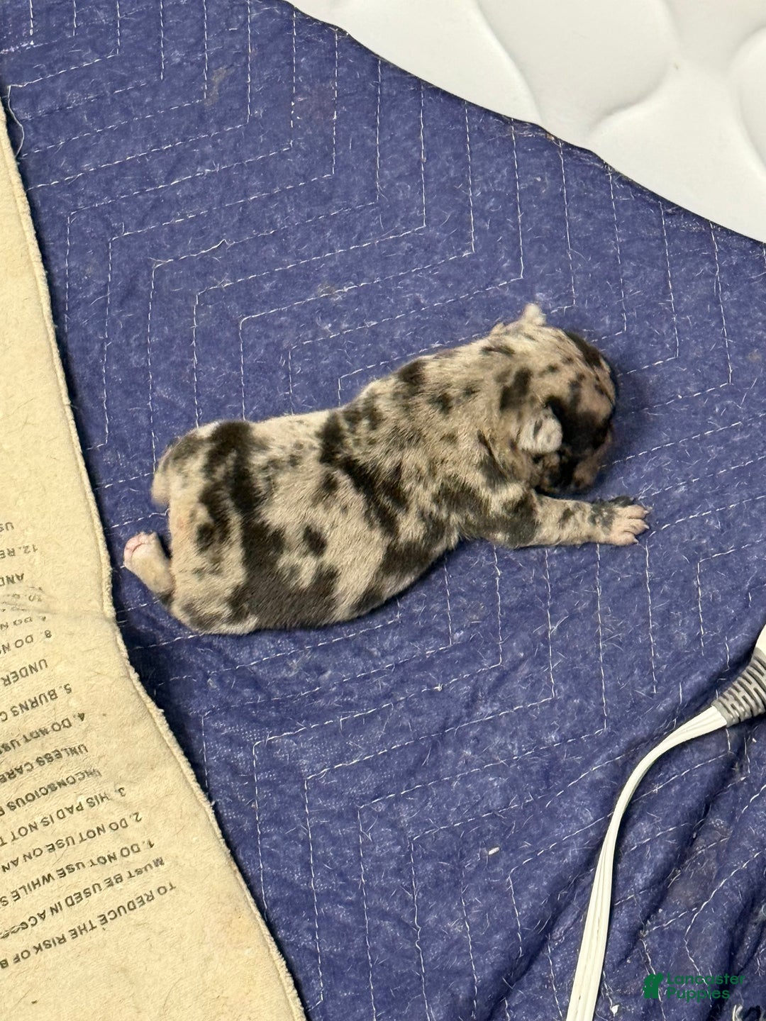 French Bulldog dogs for sale: Prince - Ad 1