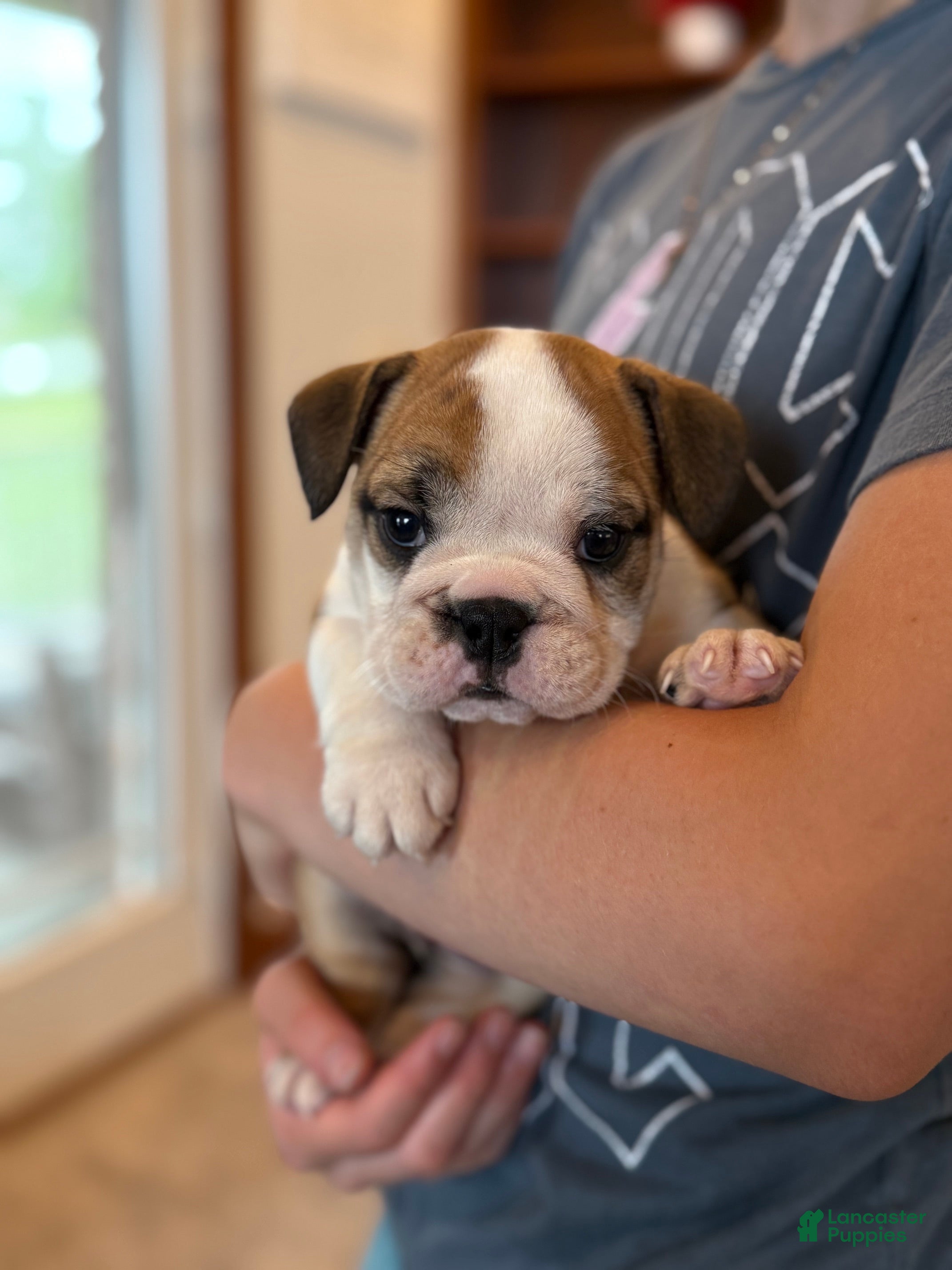 English Bulldog dogs Henry - Ad 2