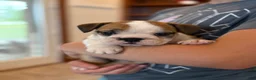 English Bulldog dogs for sale: Henry - Ad 2