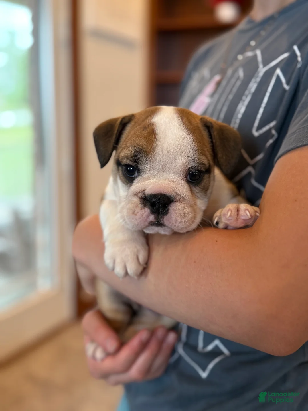 English Bulldog dogs for sale: Henry - Ad 2
