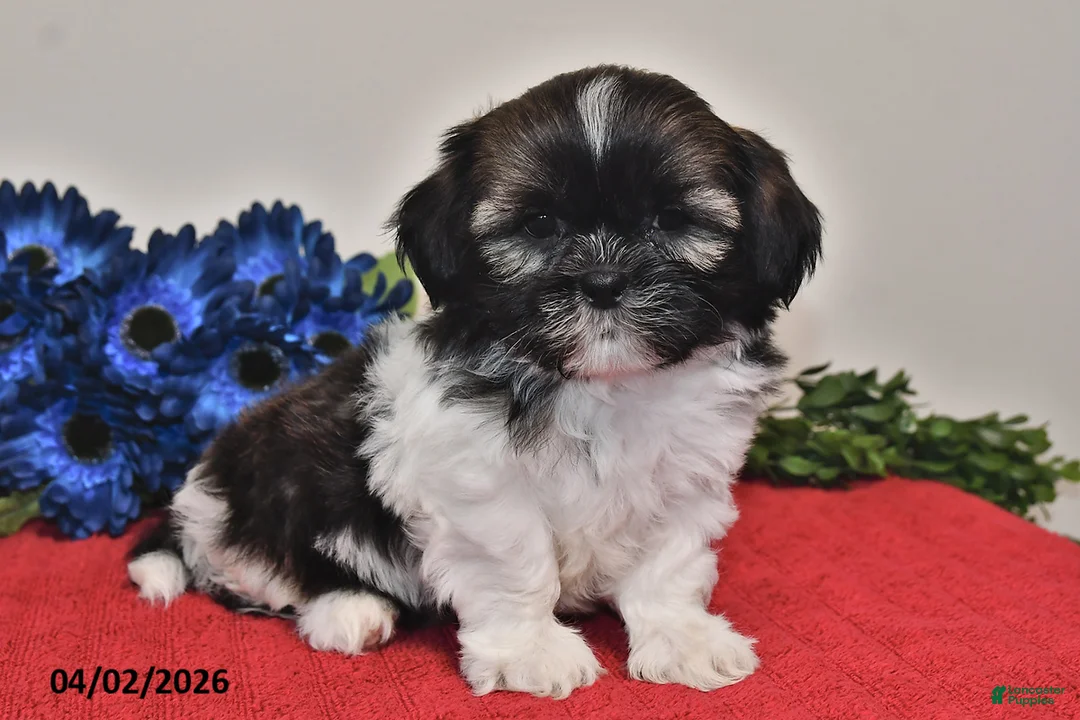 Shih Tzu dogs for sale: Ace - Ad 1