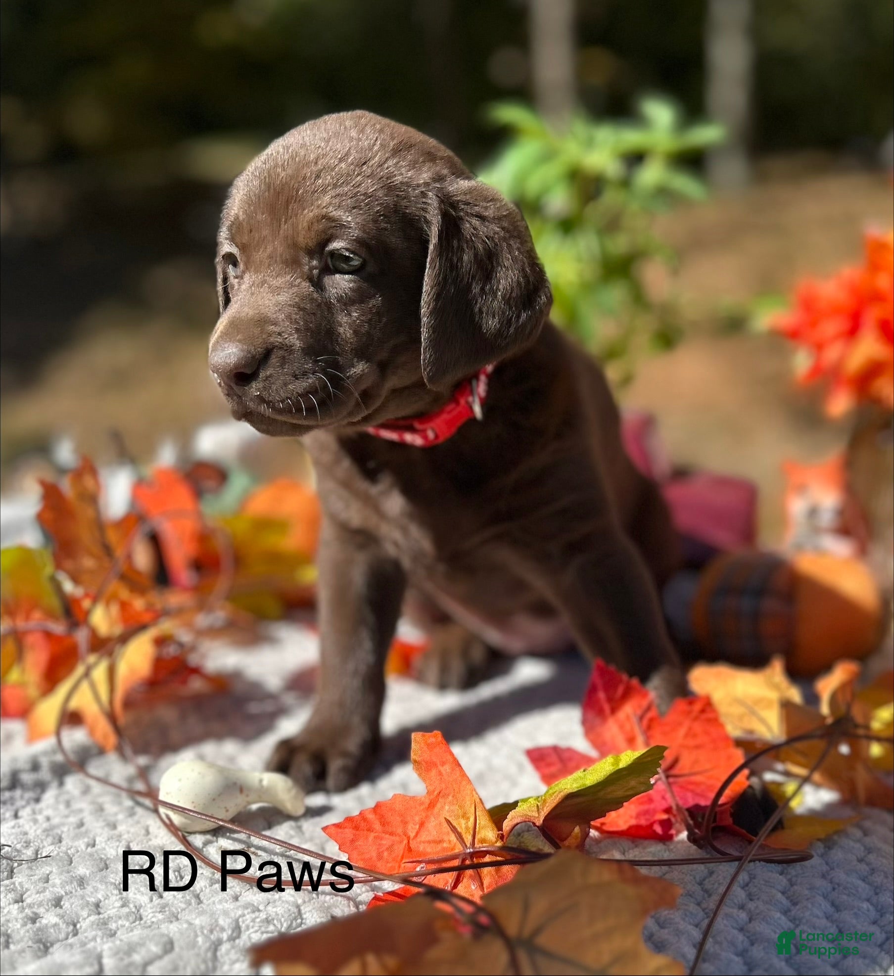 Labrador Retriever dogs Labrador Retriever 7 - Ad 13