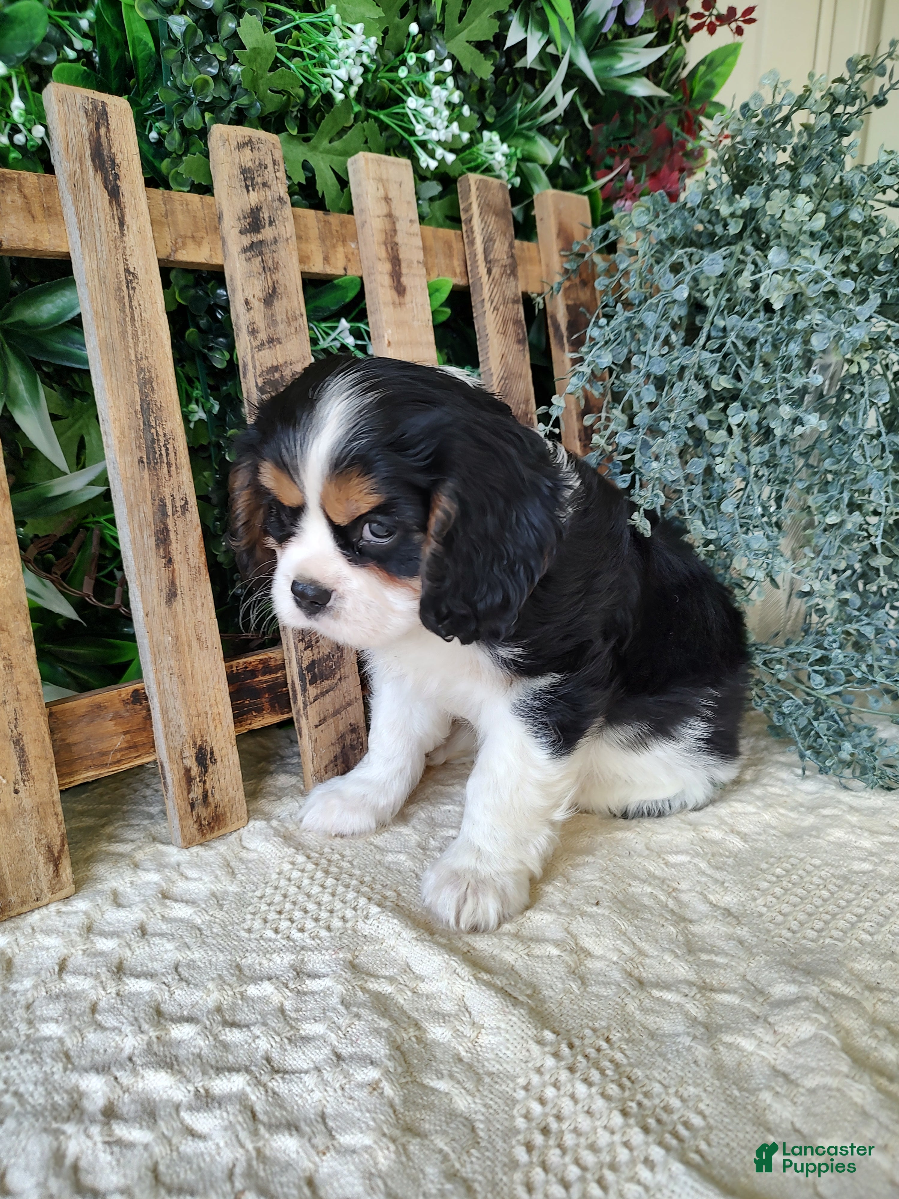 Cavalier King Charles Spaniel dogs Miles - Ad 2