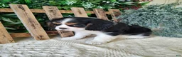 Cavalier King Charles Spaniel dogs for sale: Miles - Ad 2