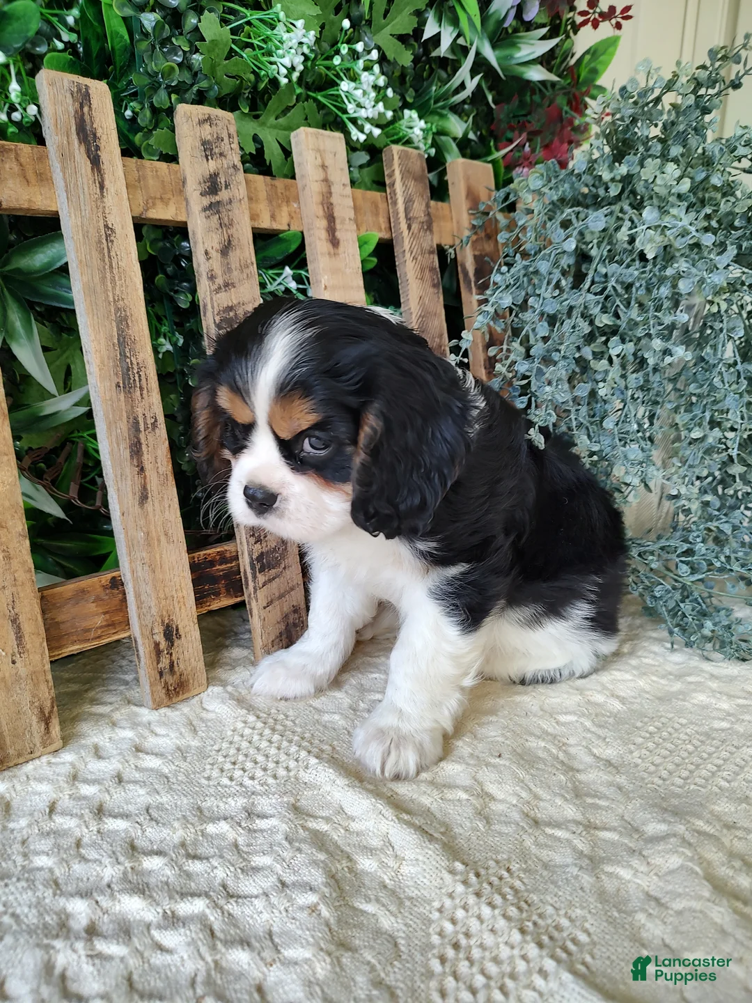 Cavalier King Charles Spaniel dogs for sale: Miles - Ad 2