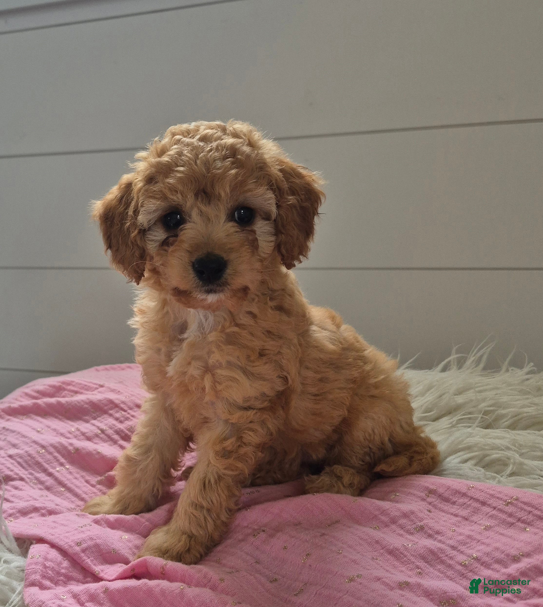 Cockapoo dogs for sale: Brittney  - Ad 2