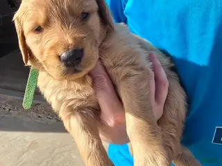 Golden Retriever dogs Green Boy - Ad 1