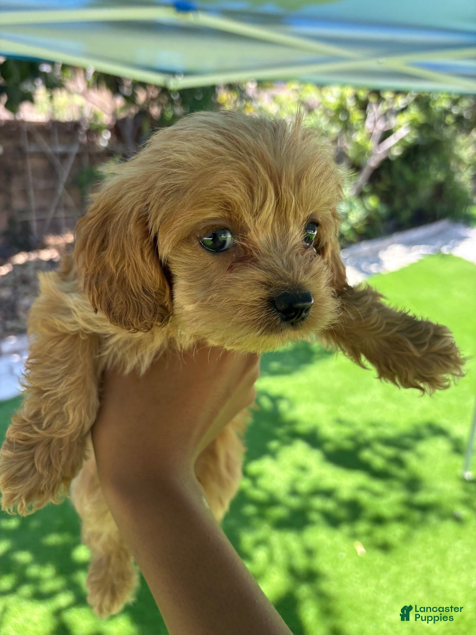 Maltipoo dogs Maltipoo 4 - Ad 18