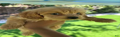 Maltipoo 4