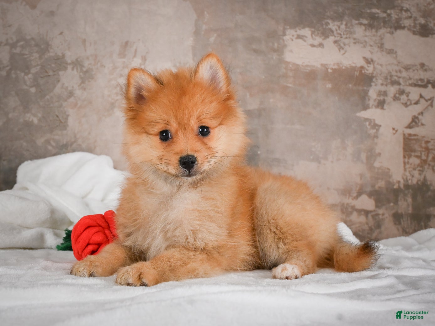 Pomeranian dogs FLOWER - Ad 1