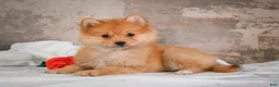 Pomeranian dogs for sale: FLOWER - Ad 1