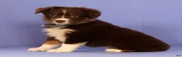 Miniature Australian Shepherd dogs for sale: Martha - Ad 3