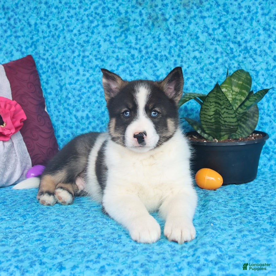 Pomsky dogs Oreo - Ad 1