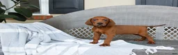 Redbone Coonhound dogs for sale: Beau - Ad 2