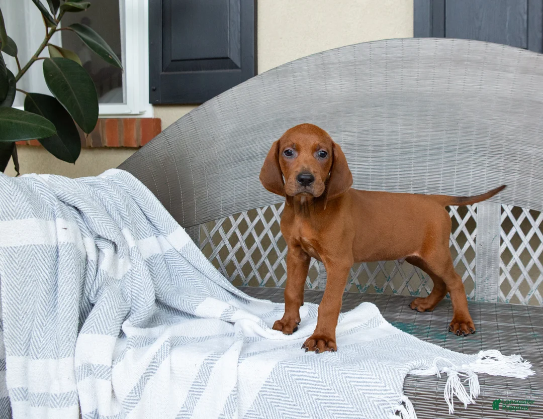 Redbone Coonhound dogs for sale: Beau - Ad 2