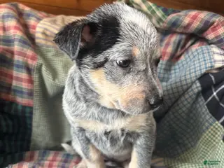 Australian Cattle Dog dogs Fancy - Ad 39