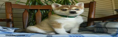Denny