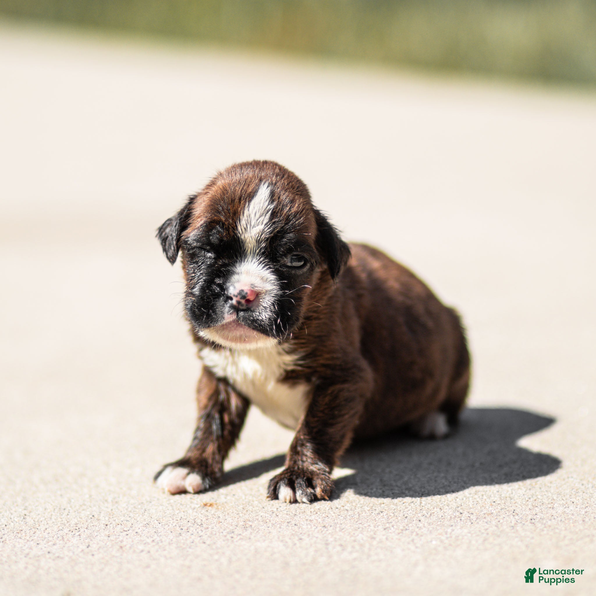 Boxer dogs Lester Boxer Puppy  - Ad 1