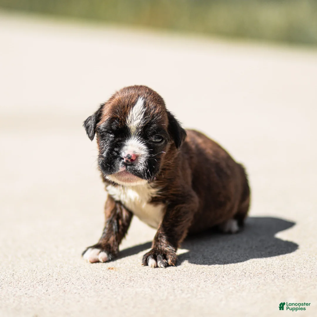 Boxer dogs for sale: Lester Boxer Puppy  - Ad 1