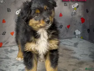 Toy Australian Shepherd dogs for sale: Midnight - Ad 2