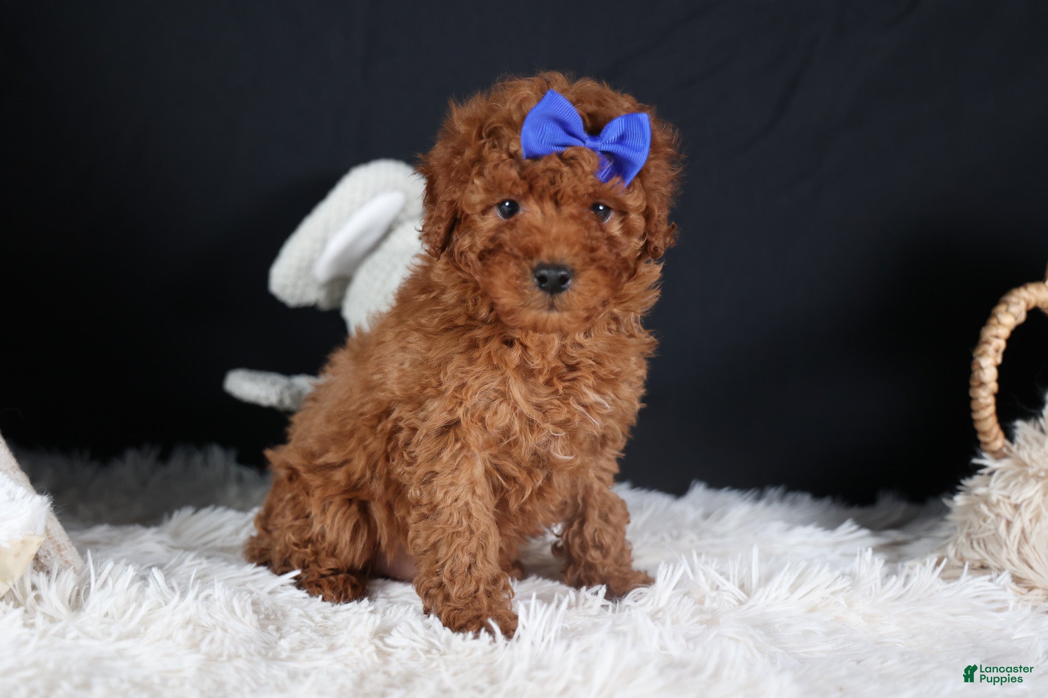 Miniature Poodle dogs BAILEY - Ad 39