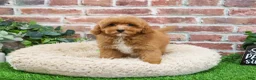 Cavapoo dogs for sale: Charles - Ad 7