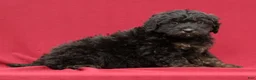 Mini Bernedoodle dogs for sale: Russ - Ad 3