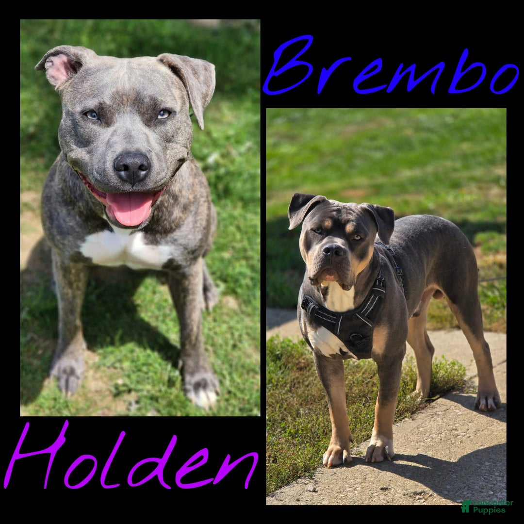 Gallery Image {{count}}