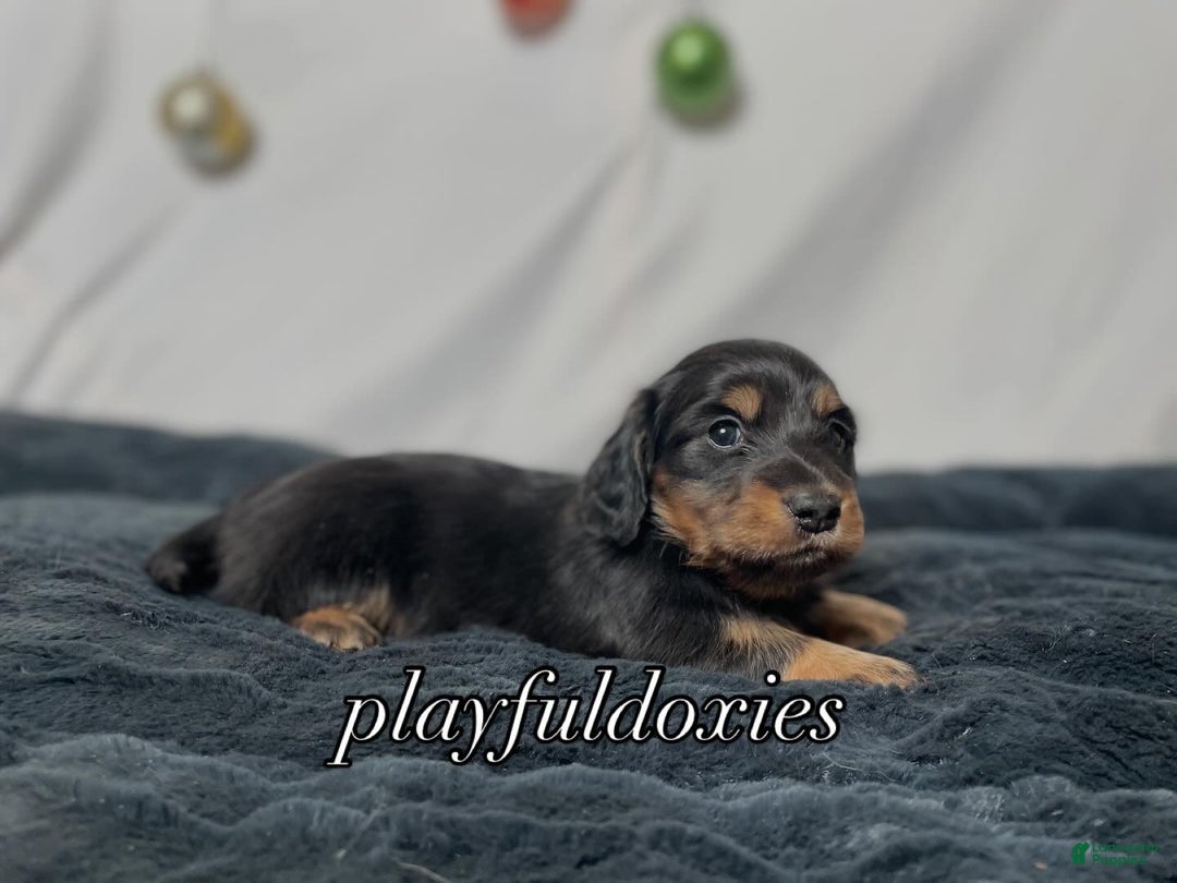 Miniature Dachshund dogs for sale: Long Haired Black & Tan Male Dachshund  - Ad 4
