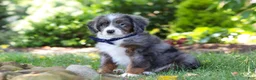 Mini Bernedoodle dogs for sale: Easton - Ad 7