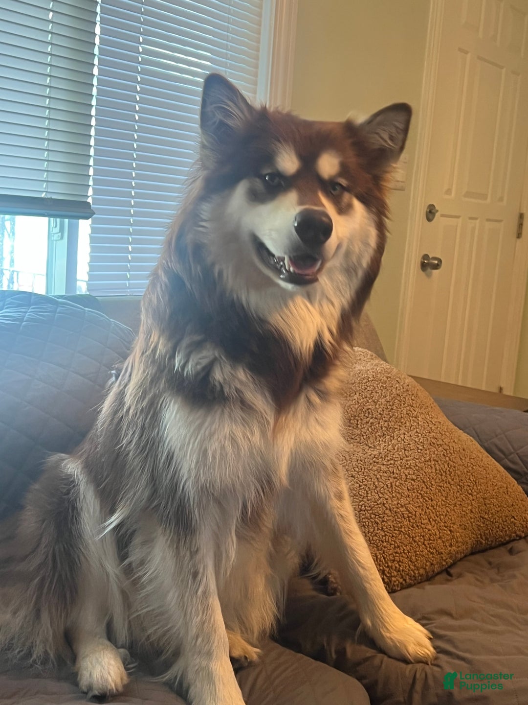 Alaskan Malamute dogs for sale: Alaskan Malamute Puppy 2 - Ad 3