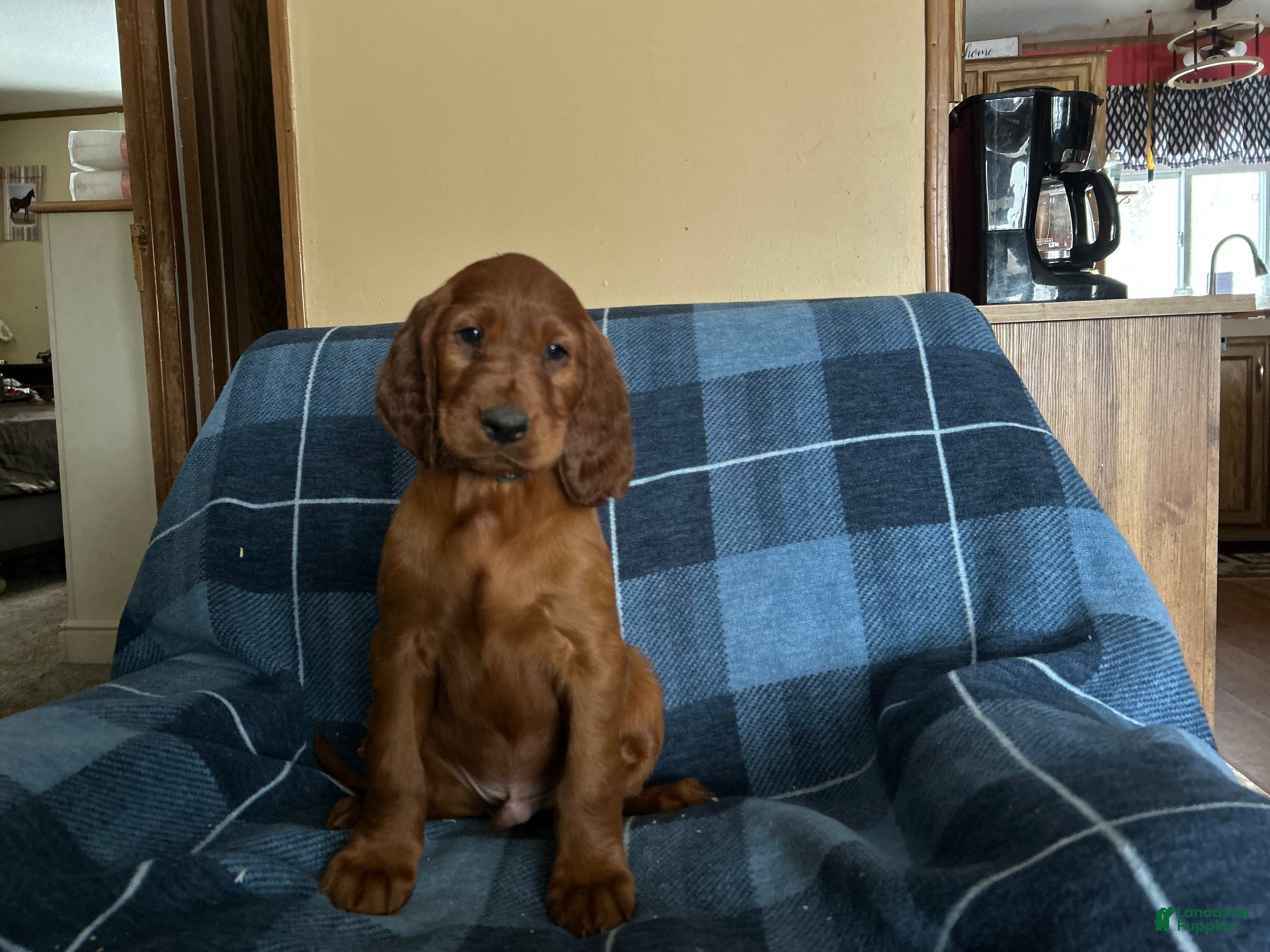 Irish Setter dogs Irish Setter male green collar - Ad 20