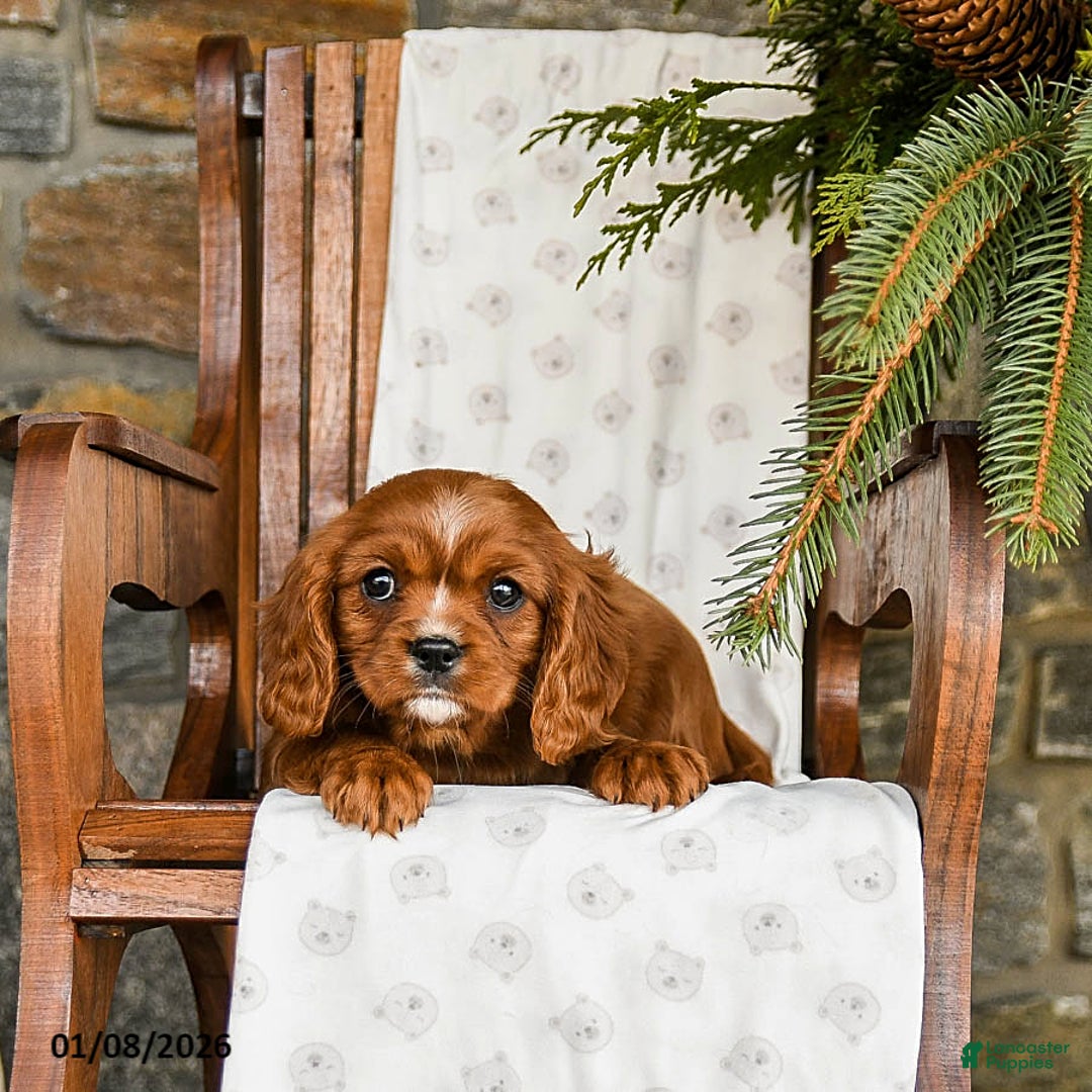 Cavalier King Charles Spaniel dogs for sale: Chocolate - Ad 3
