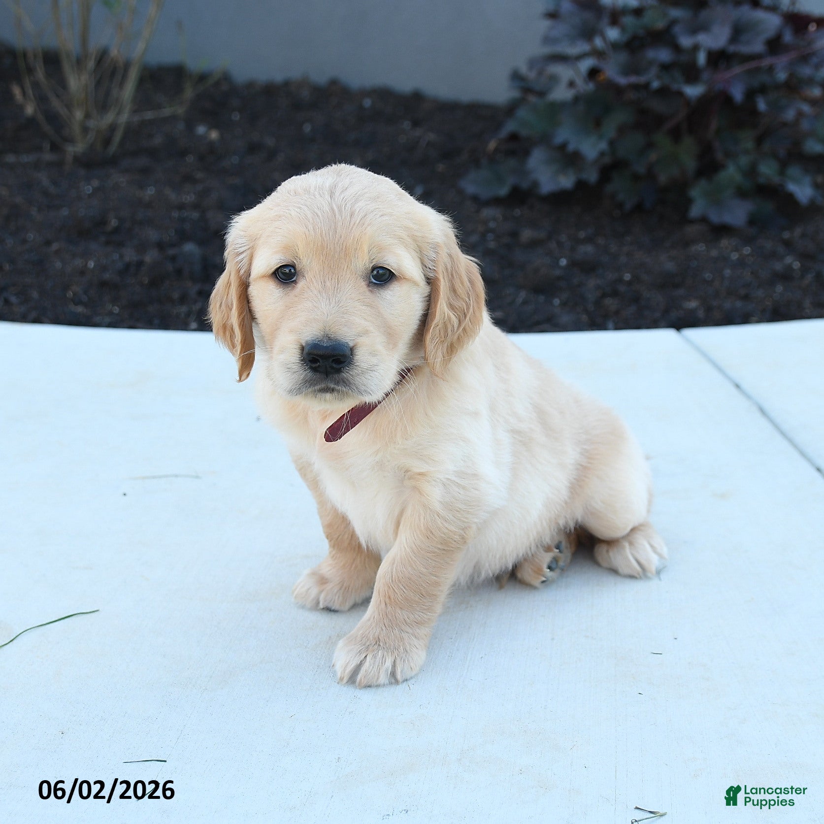 Golden Retriever dogs for sale: Walker - Ad 5