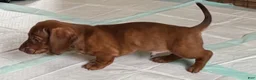 Dachshund dogs for sale: AVI - Ad 4