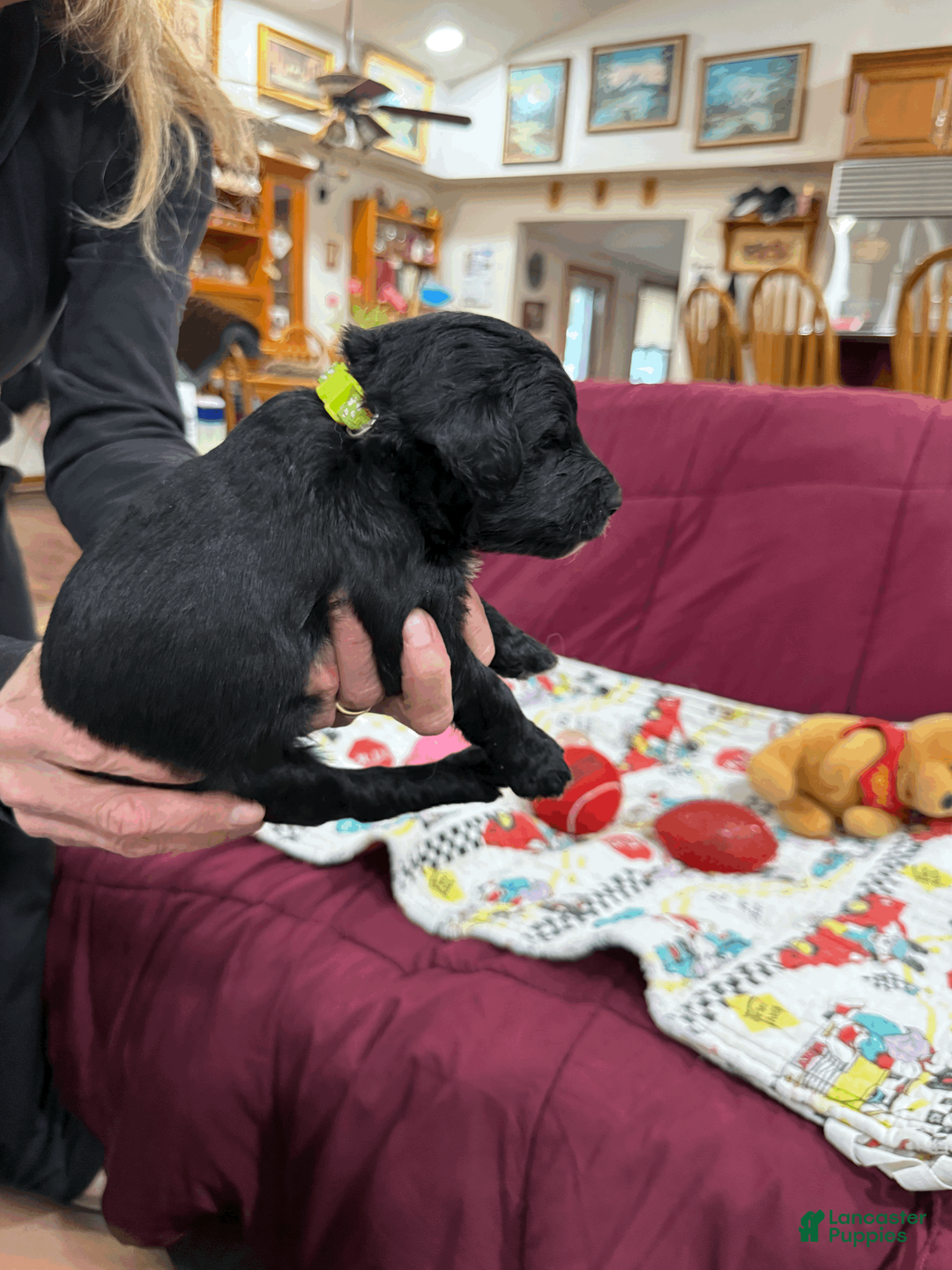 Goldendoodle dogs for sale: Adventurine - Ad 1