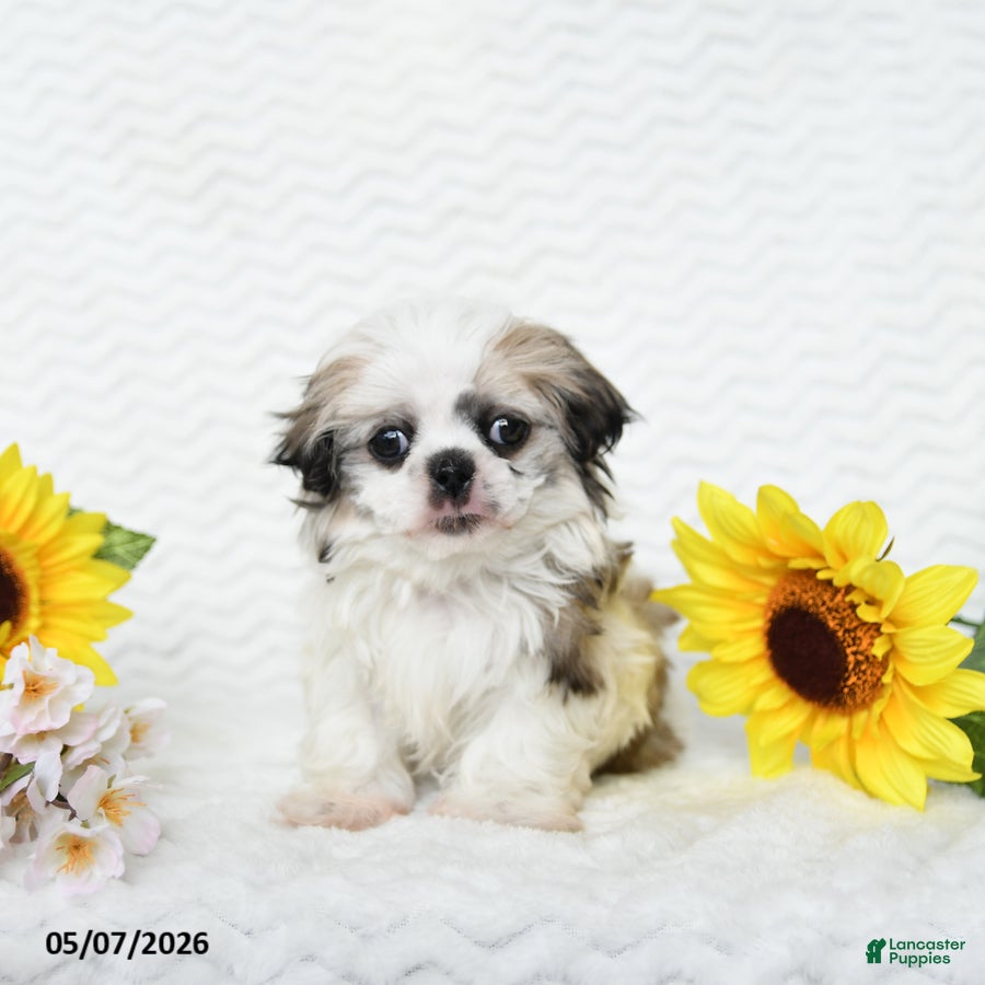 Malshi dogs for sale: Bradley - Ad 1