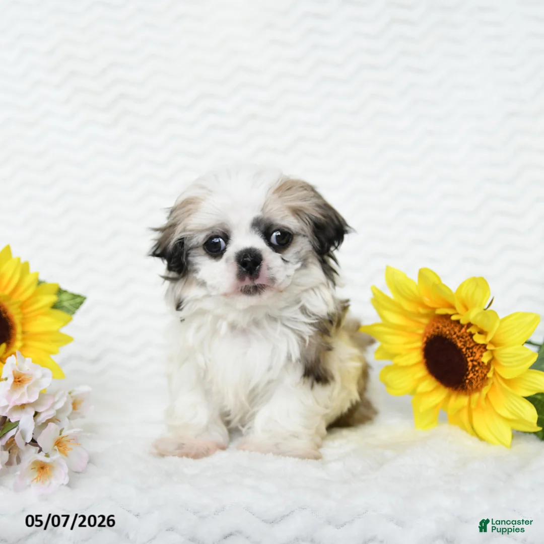 Malshi dogs for sale: Bradley - Ad 1