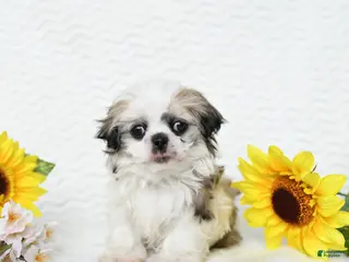 Malshi dogs for sale: Bradley - Ad 1