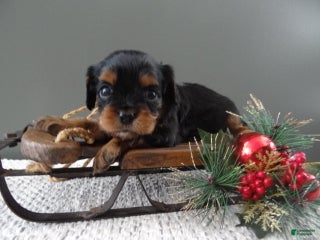 Cavalier King Charles Spaniel dogs Rosa - Ad 10