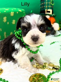 Miniature Schnauzer dogs Lilly - Ad 24