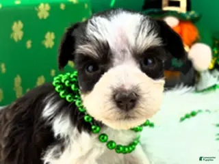 Miniature Schnauzer dogs Lilly - Ad 10