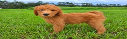 Goldendoodle dogs for sale: Daisy - Ad 4