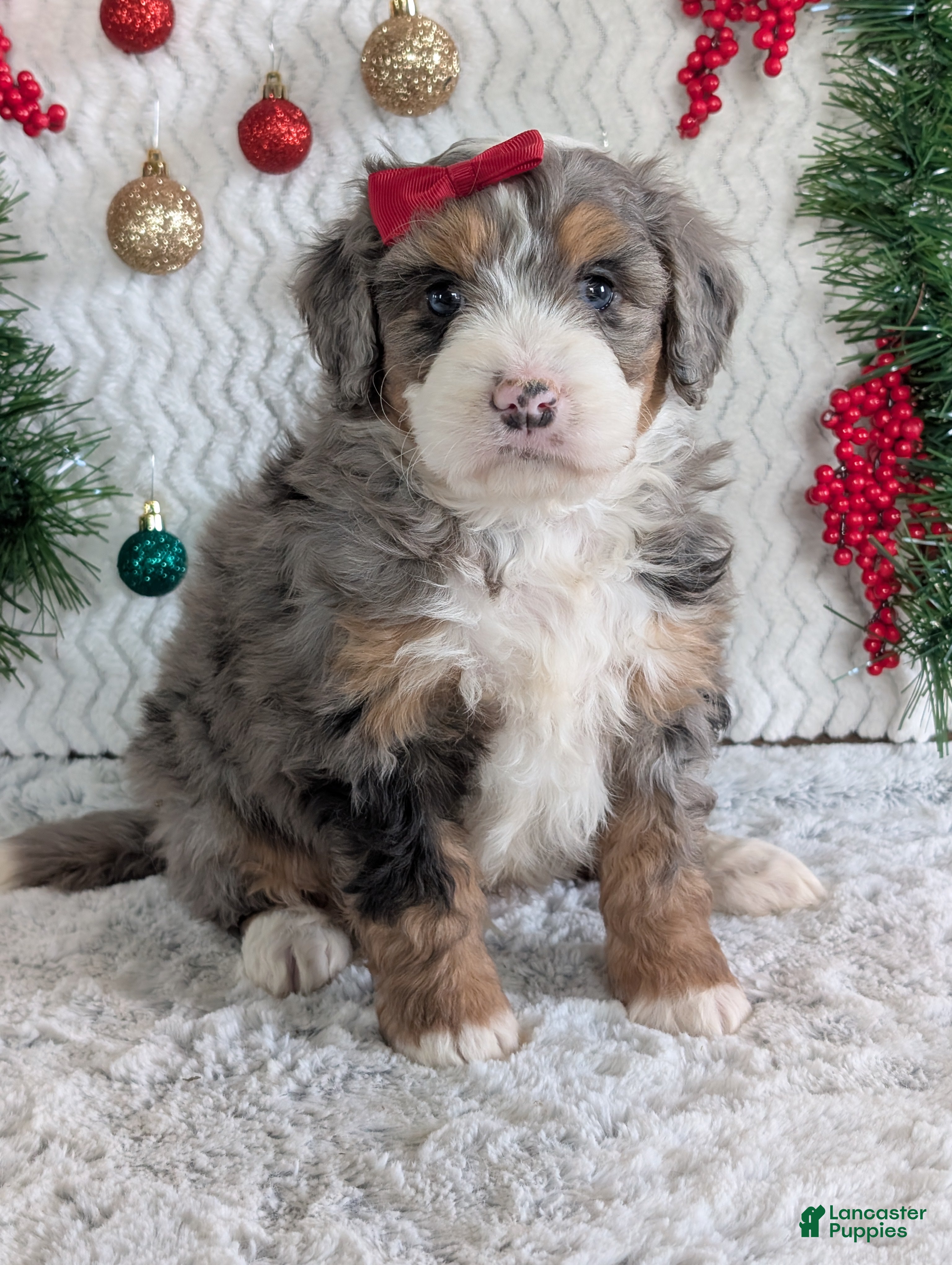 Mini Bernedoodle dogs Mini Niko  - Ad 15