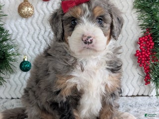 Mini Bernedoodle dogs Mini Niko - Ad 1