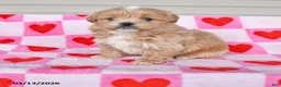 Shihpoo dogs for sale: Kareena - Ad 1