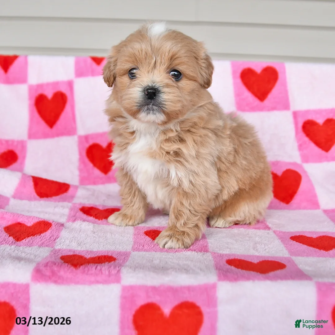 Shihpoo dogs for sale: Kareena - Ad 1