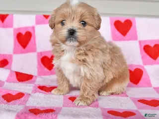 Shihpoo dogs for sale: Kareena - Ad 3
