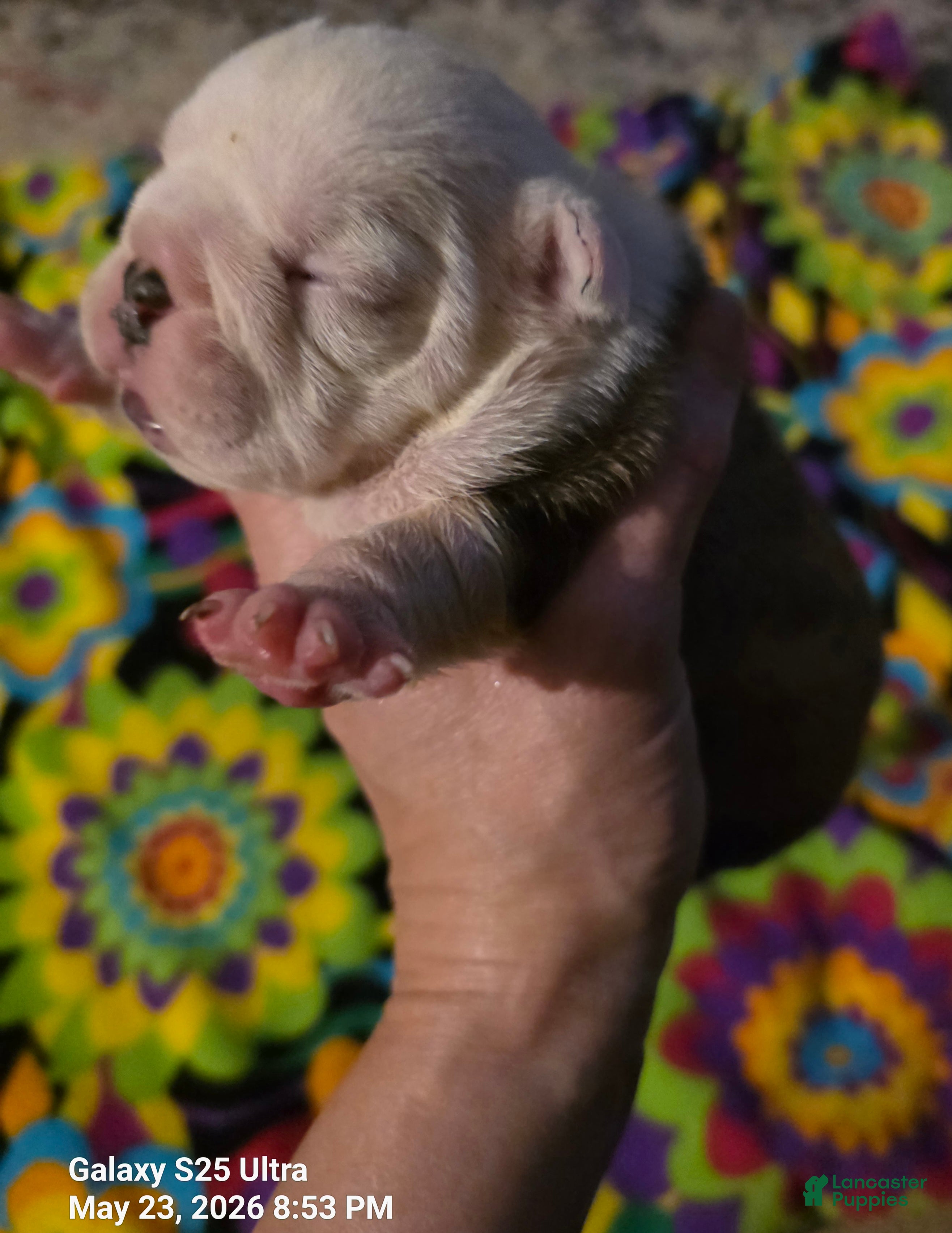 English Bulldog dogs Theona - Ad 5